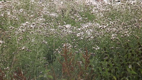 thistle down the wind a field full of thistles,photograph taken in wales. Cotton Thistle,Onopordum acanthium