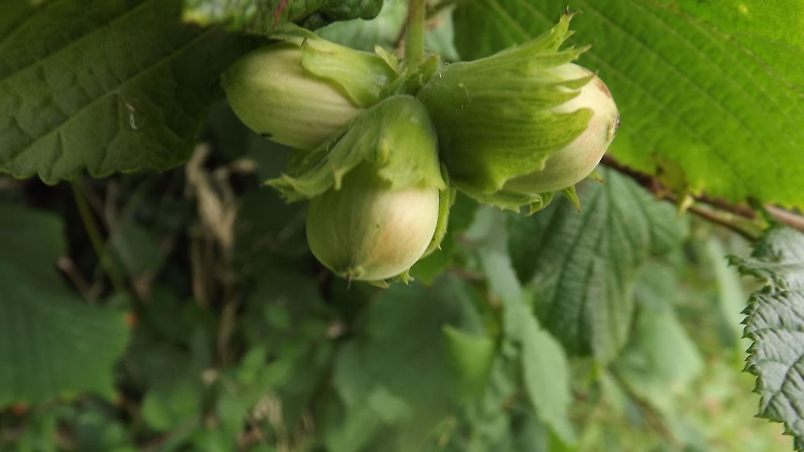 from the hedgerow  Common hazel,Corylus avellana