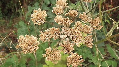 all dried out   Japanese knotweed fallopia japonica