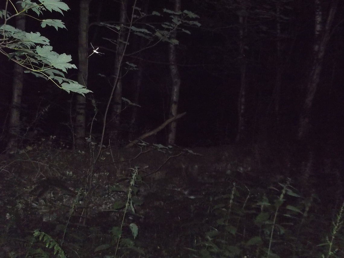 night vision the photograph of this insect was taken on a paranormal investigation in Flintshire,uk