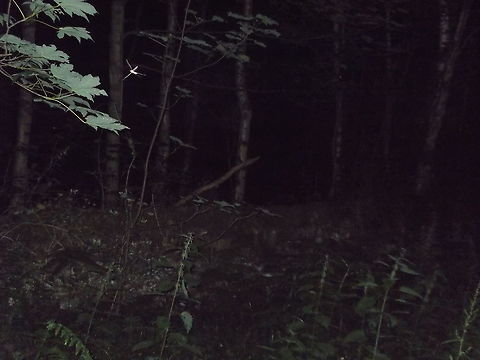 night vision the photograph of this insect was taken on a paranormal investigation in Flintshire,uk