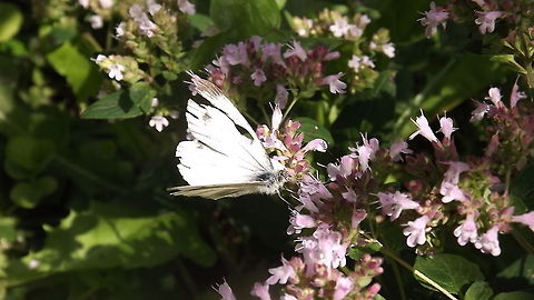 cabbage white photograph of a cabbage white butterfly resting on a Berginia plant. Geotagged,Pieris rapae,Small White,United Kingdom