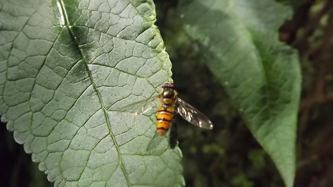 hoverfly hoverfly resting on a leaf of a buddleia bush Episyrphus balteatus,Geotagged,Marmalade Hoverfly,United Kingdom