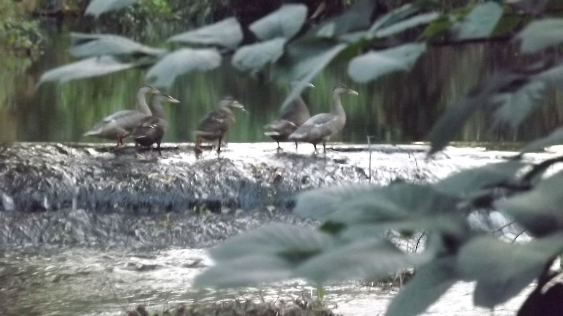 ducks ditty photograph of the River Alyn,and ducks crossing the weir Geotagged,United Kingdom