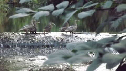 ducks ditty photograph of the River Alyn,and ducks crossing the weir Geotagged,United Kingdom