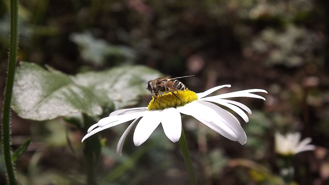 pollen hunting  Eristalis interruptus,Eristalis nemorum,Geotagged,Orange-spined Drone Fly,United Kingdom