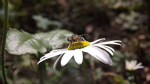pollen hunting  Eristalis interruptus,Eristalis nemorum,Geotagged,Orange-spined Drone Fly,United Kingdom