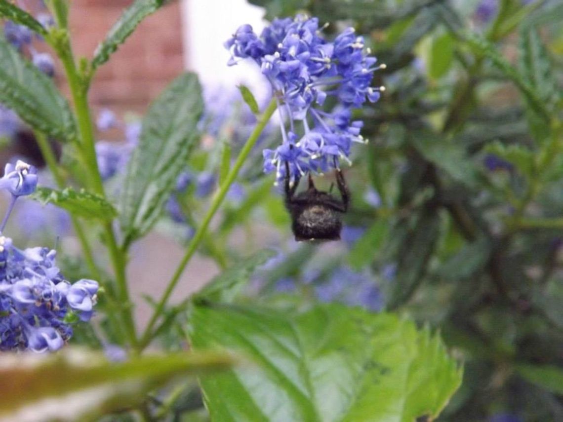 floral gymnastics bee feeding upside down.