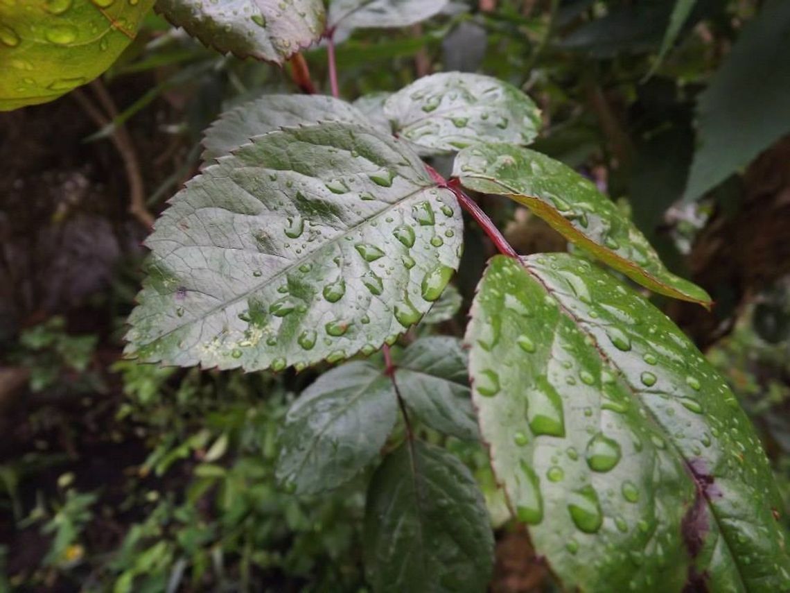raindrops on roses  Raindrops