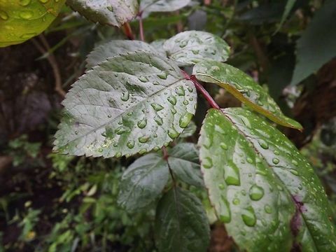 raindrops on roses  Raindrops