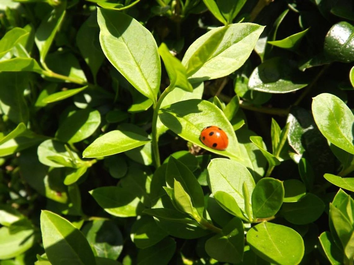 ladybird ladybird resting on a privet leaf Coccinella septempunctata,Geotagged,Seven-spot ladybird,United Kingdom