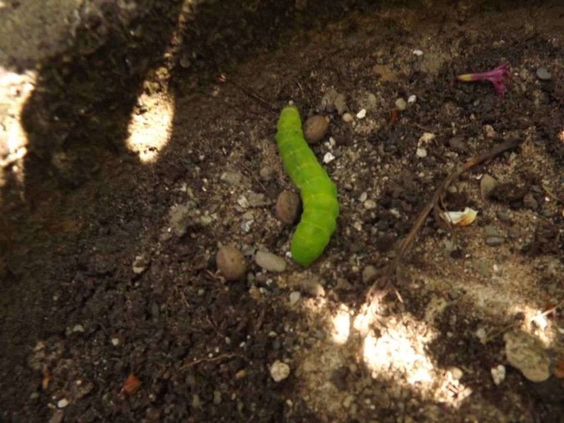 green for go  Pieris rapae,Small White