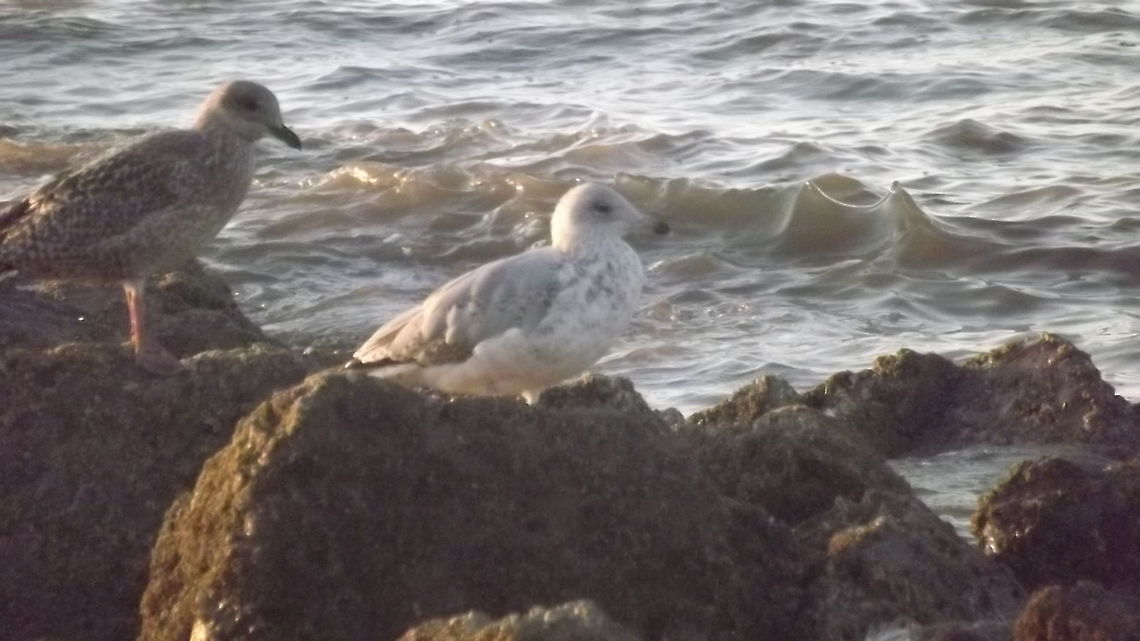 BEST SEAT IN THE HOUSE Seagulls perched on a rock in the Irish sea Geotagged,United Kingdom