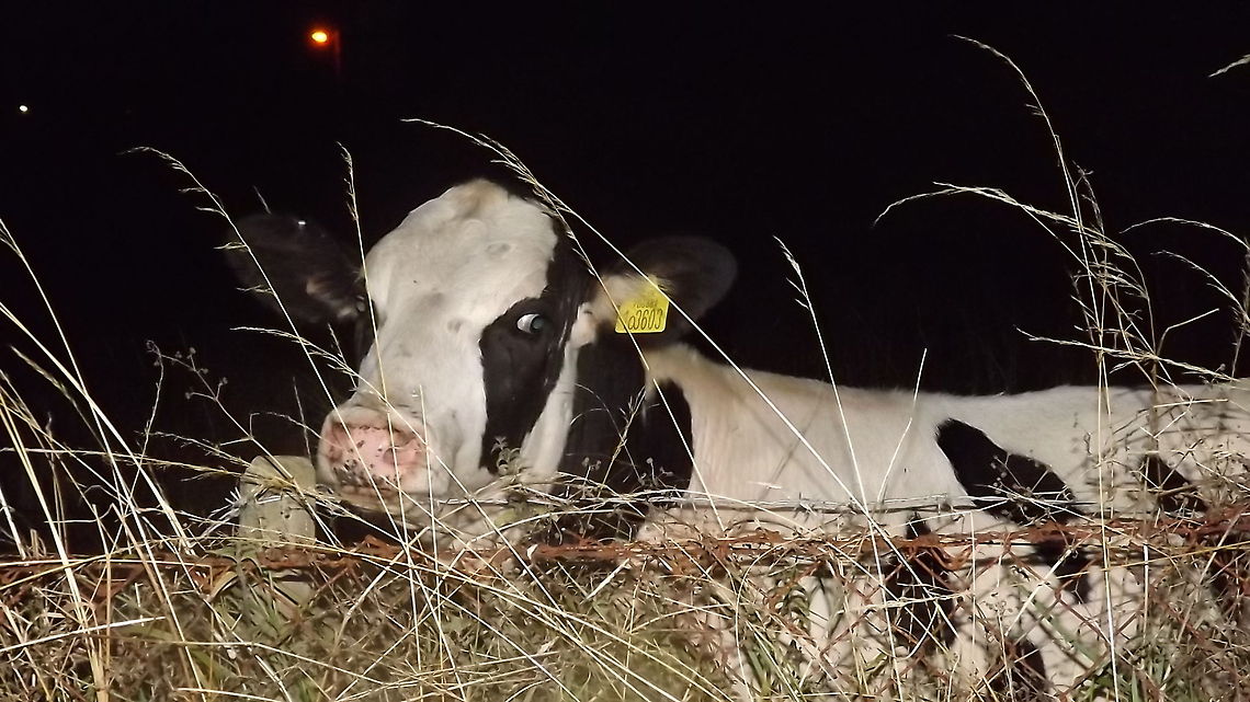 is the grass greener on your side hereford cow in the moonlight Bos primigenius taurus,Cattle