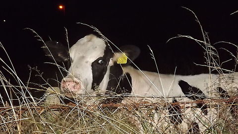 is the grass greener on your side hereford cow in the moonlight Bos primigenius taurus,Cattle