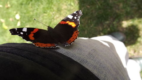 rest a while RED ADMIRAL resting on my leg Geotagged,Red Admiral,United Kingdom,Vanessa atalanta
