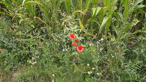 SWEETCORN AND POPPIES A field of crops and wild flowers running alongside the RIVER ALYN Maize,Zea mays