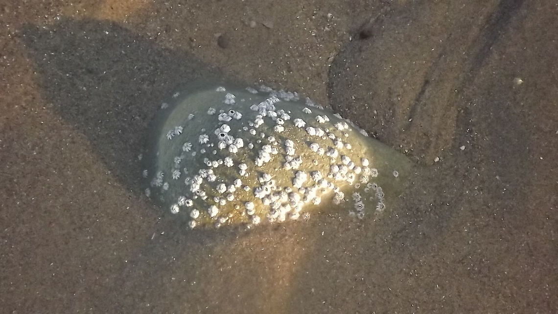 HOLD ON TIGHT Barnacled stone on the beach in rhyl north wales Geotagged,United Kingdom