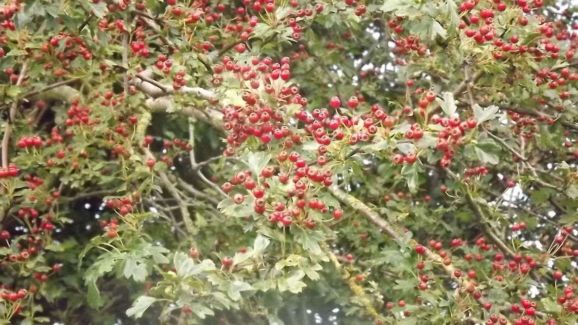IN THE RED HAWTHORN AND BERRIES Crataegus laevigata,Geotagged,Midland Hawthorn,United Kingdom