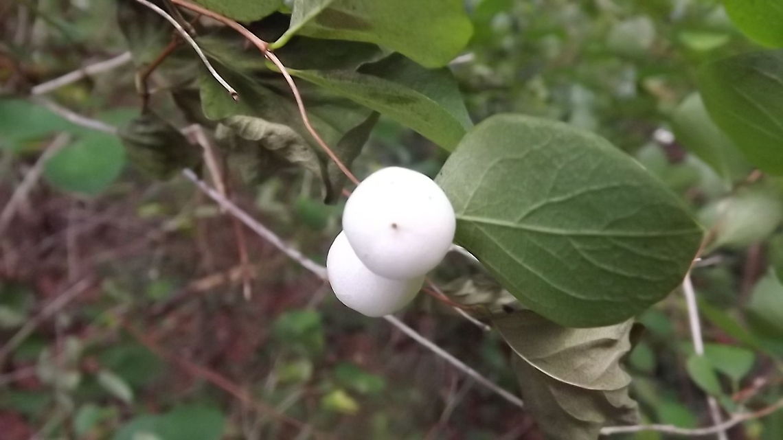 SNOWBERRIES