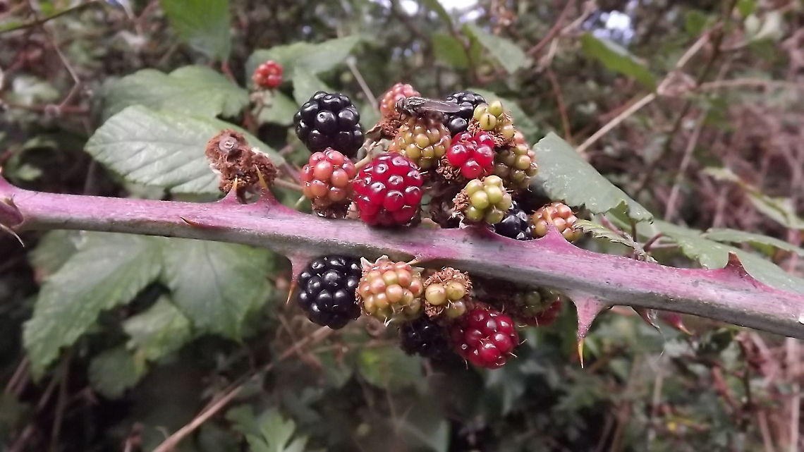 blackberries with fly but no crumble  Geotagged,Rubus fruticosus,Shrubby Blackberry,United Kingdom