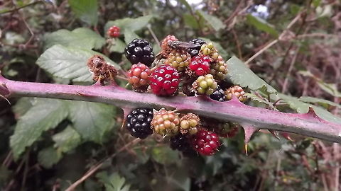 blackberries with fly but no crumble  Geotagged,Rubus fruticosus,Shrubby Blackberry,United Kingdom