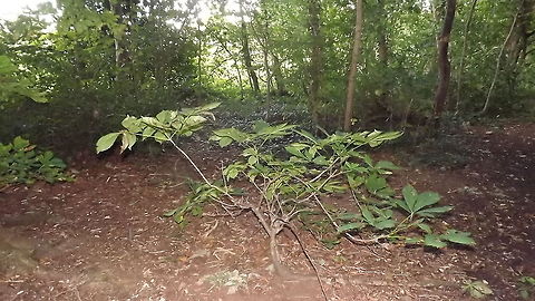 PINT SIZE HORSE CHESTNUT