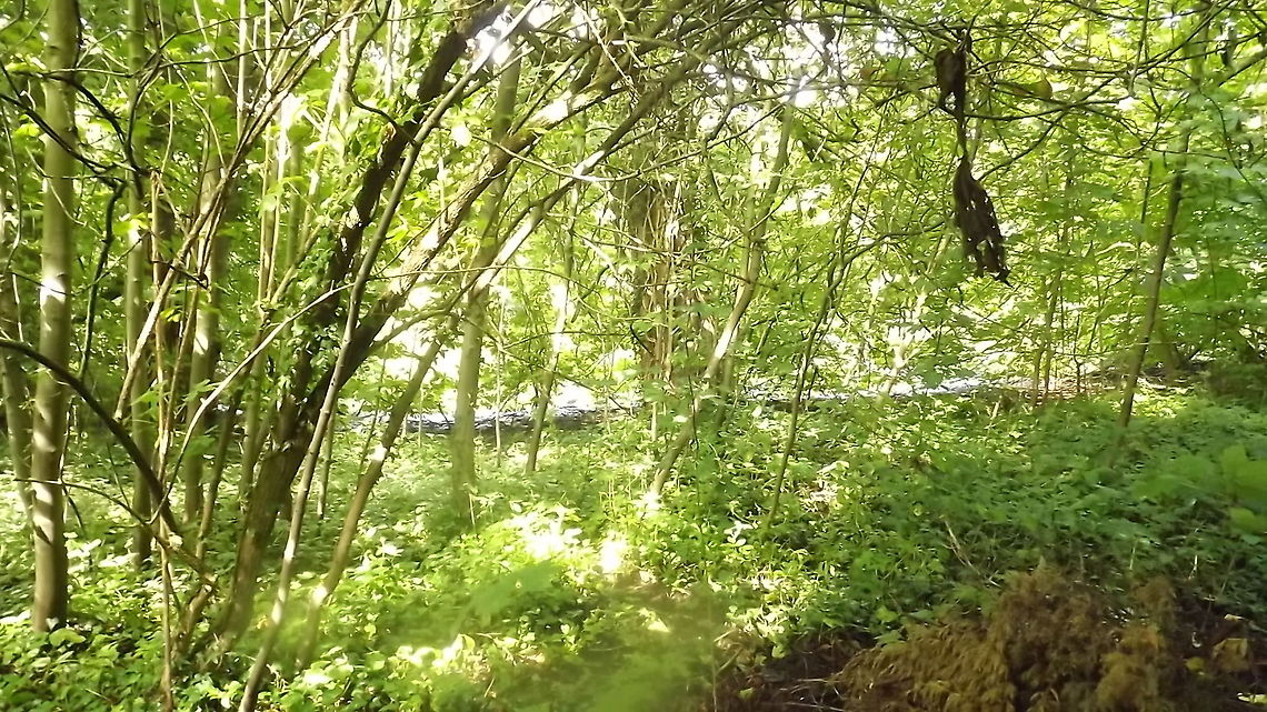 SUNLIGHT THROUGH THE TREES DARLAND WOOD, WALES