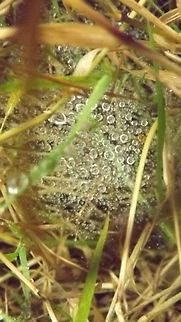 cobwebs in the rain  Geotagged,United Kingdom