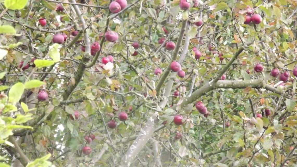 forage trip crab apples in abundance Geotagged,United Kingdom