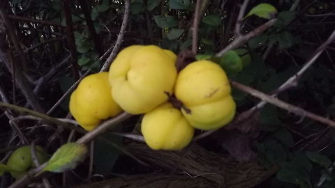 ornamental quince  Cydonia oblonga,Geotagged,United Kingdom,quince