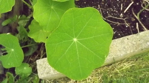 nasturtium leaves the light is shining through the back of the leaf and enhancing the veins on the front Indian cress,Tropaeolum majus