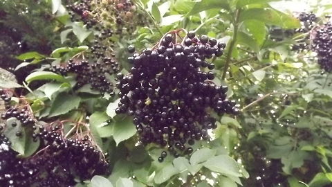 elderberries  Sambucus nigra