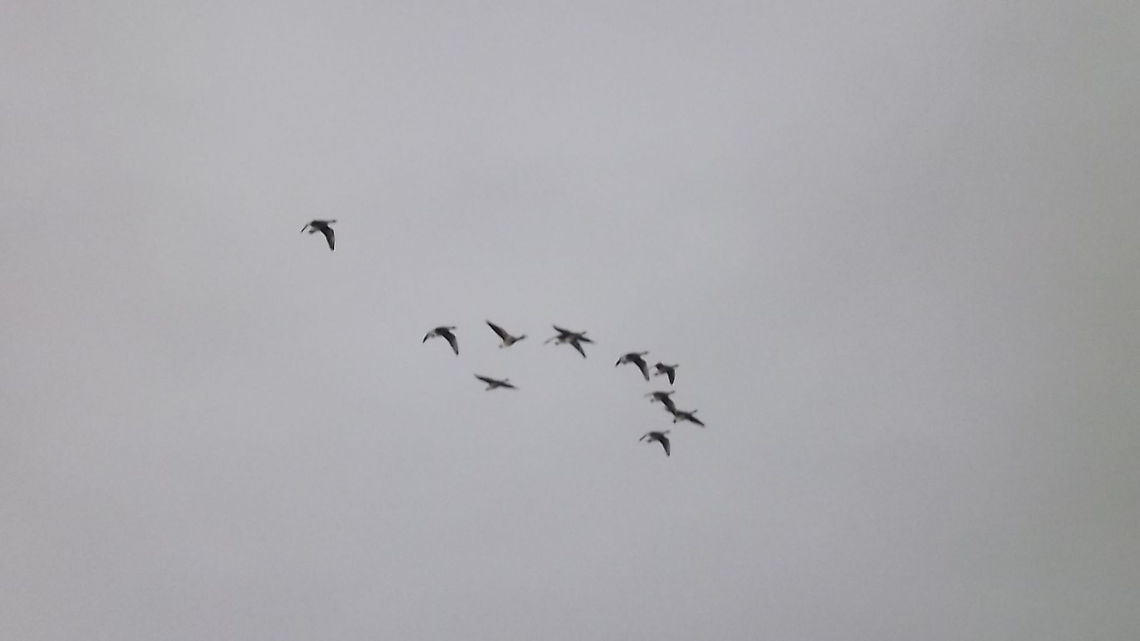 take off geese just taken off from a nearby field Barnacle Goose,Branta canadensis,Branta leucopsis,Canada Goose