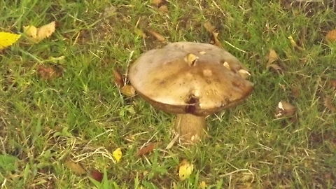 mushroom picture taken on local school field Geotagged,United Kingdom