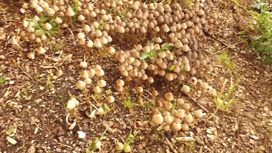 not mushroom  Geotagged,United Kingdom