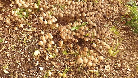 not mushroom  Geotagged,United Kingdom