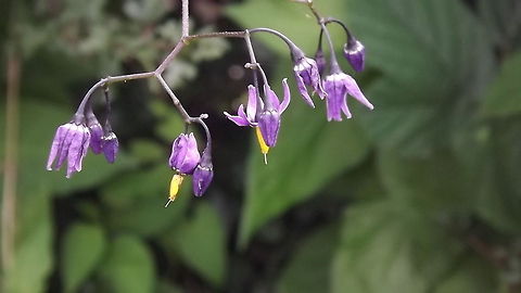 DEADLY NIGHTSHADE  Bittersweet Nightshade,Geotagged,Solanum dulcamara,United Kingdom
