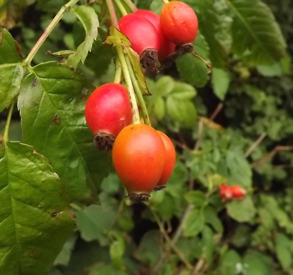 HIP HIP HURRAH  Dog Rose,Geotagged,Rosa canina,United Kingdom