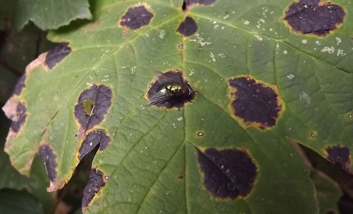 flyover  a sycamore