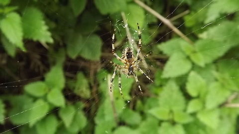 CHARLOTTES WEB