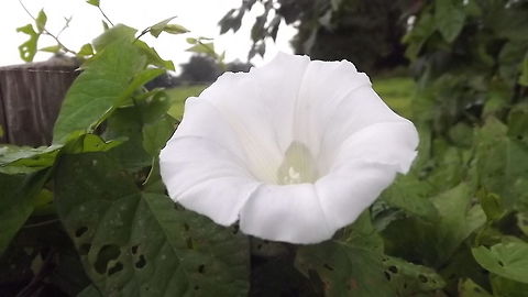 BEAUTIFUL YET INVASIVE  Convolvulus arvensis,Field Bindweed