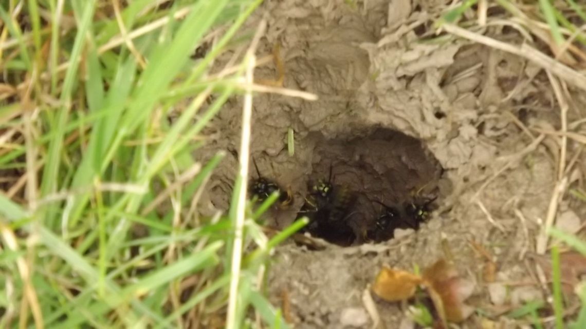 WASPISH A WASPS NEST