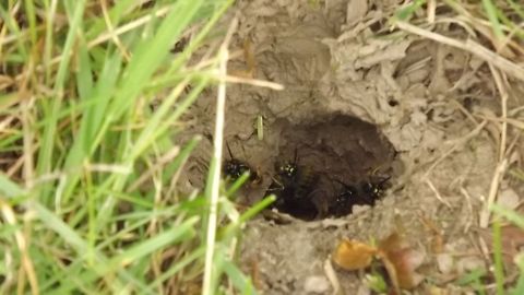 WASPISH A WASPS NEST