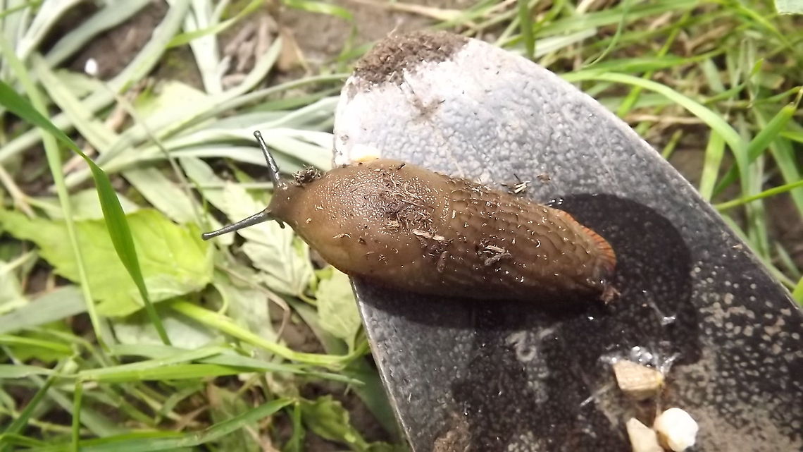 SLUGGISH  Geotagged,United Kingdom