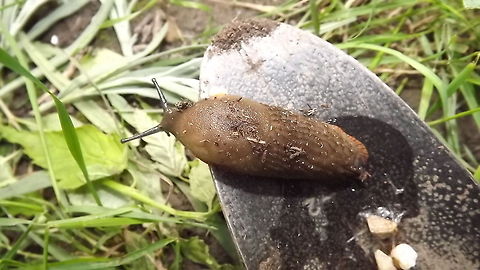 SLUGGISH  Geotagged,United Kingdom