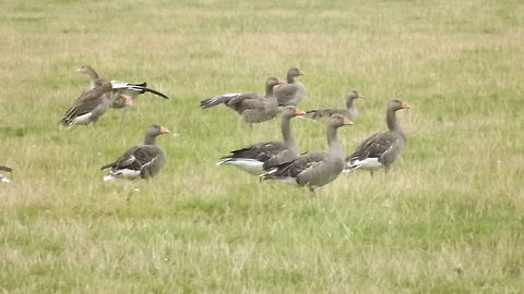 GOOSEY GOOSEY GANDER  Anser anser,Geotagged,Greylag Goose,United Kingdom
