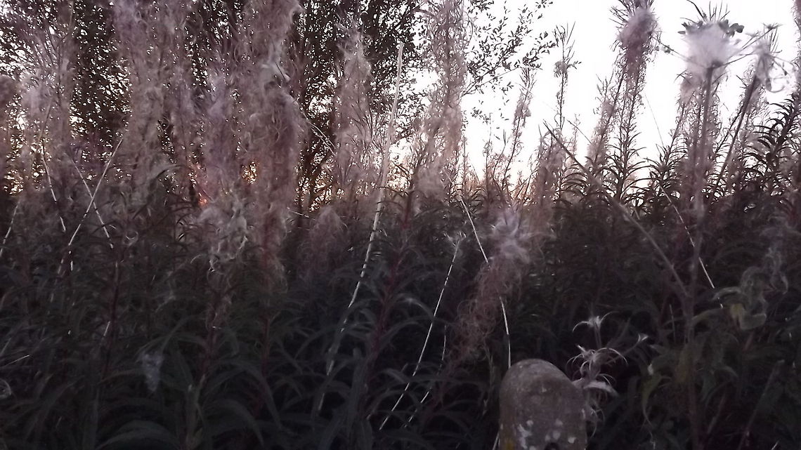 HERE,THERE AND EVERYWHERE ROSEBAY WILLOW HERB COVERED IN DOWN Chamaenerion angustifolium,Chamerion angustifolium,Rosebay willowherb or fireweed