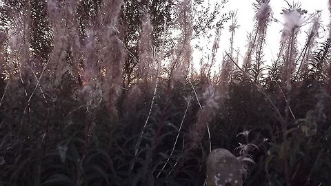 HERE,THERE AND EVERYWHERE ROSEBAY WILLOW HERB COVERED IN DOWN Chamaenerion angustifolium,Chamerion angustifolium,Rosebay willowherb or fireweed