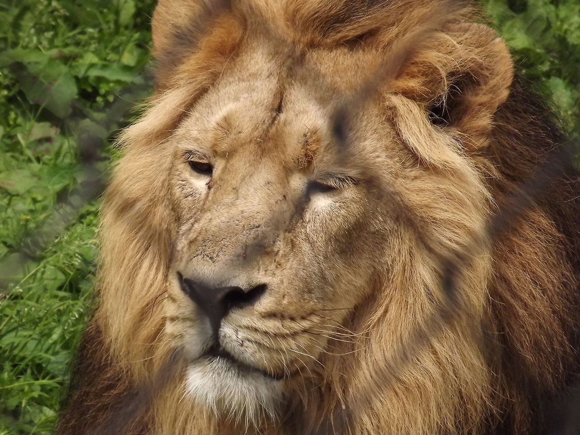 HERE PUSS LION AT CHESTER ZOO Geotagged,Lion,Panthera leo,United Kingdom